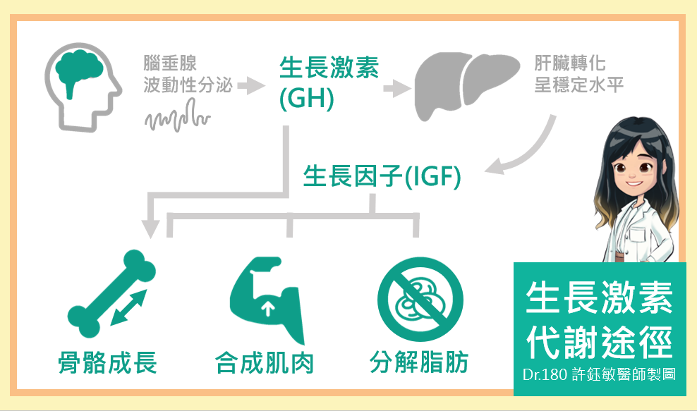 生長激素與生長因子