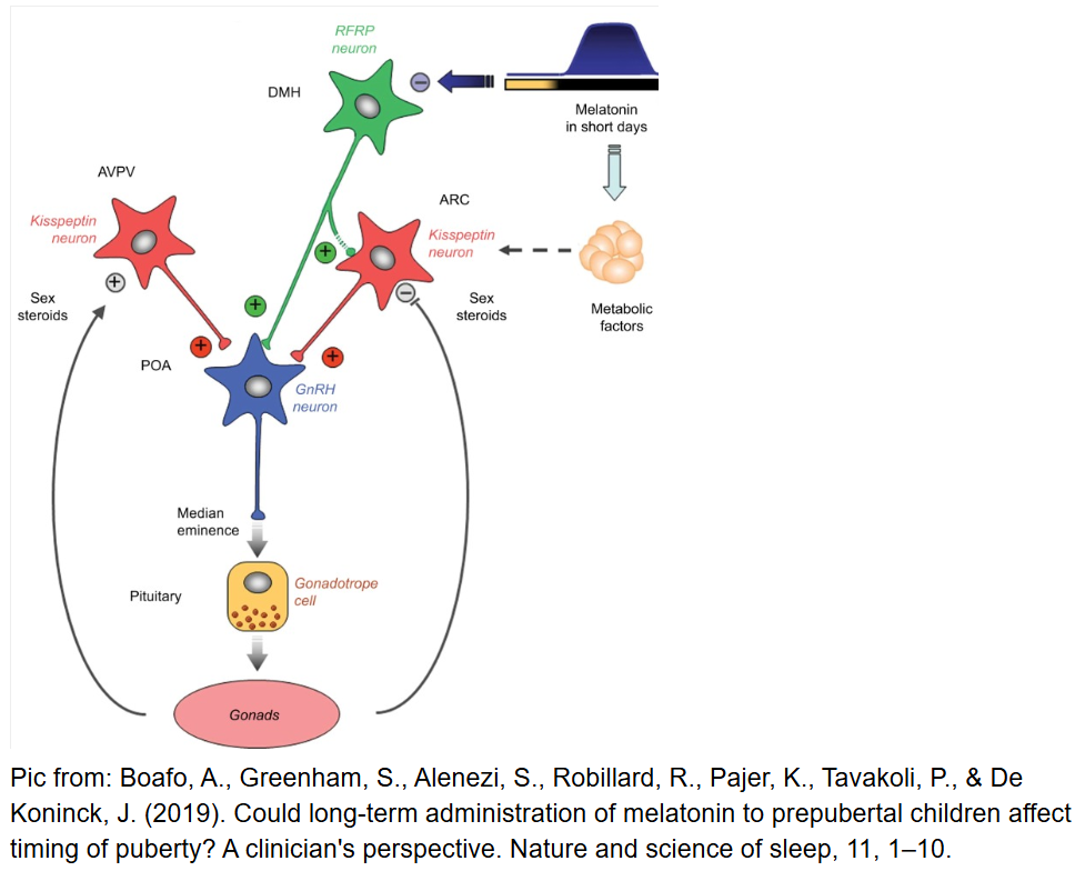 退黑激素與 Kisspeptin 內分泌機轉圖